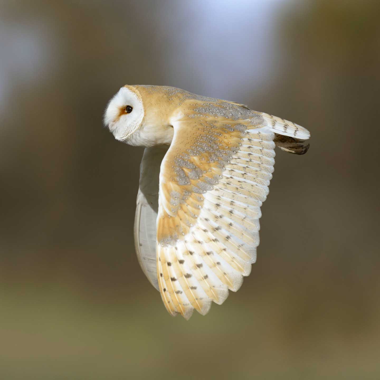 Flying barn owl