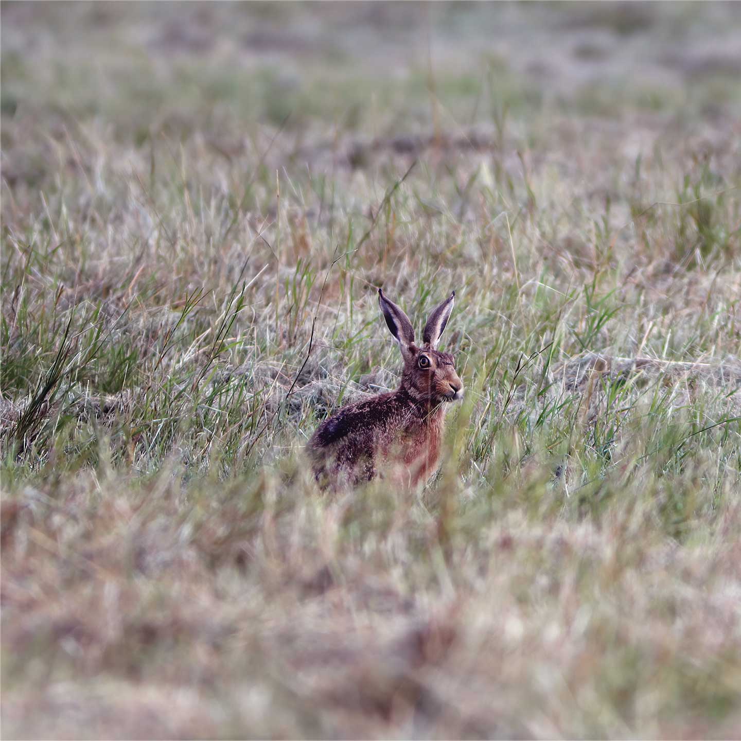 Brown hare at Waterbeach