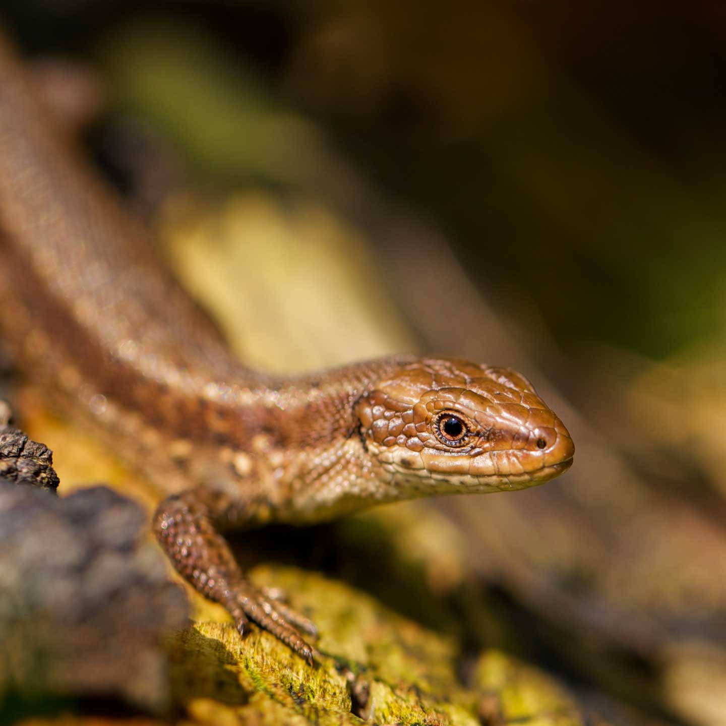 Common lizard