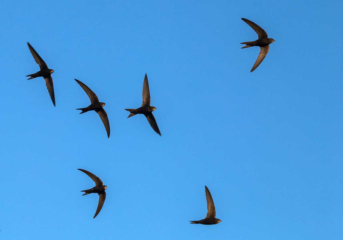 Swifts in flight