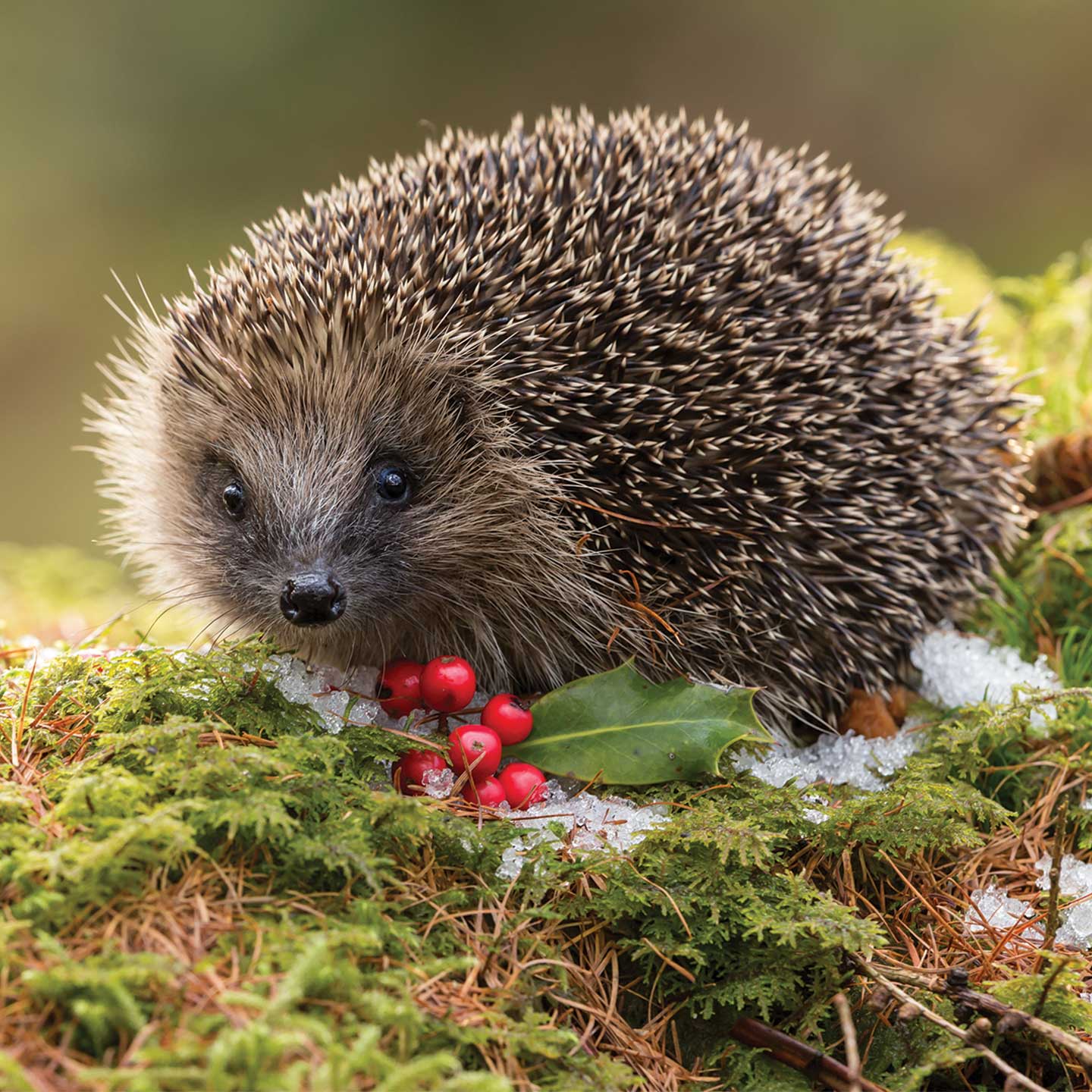 Hedgehog