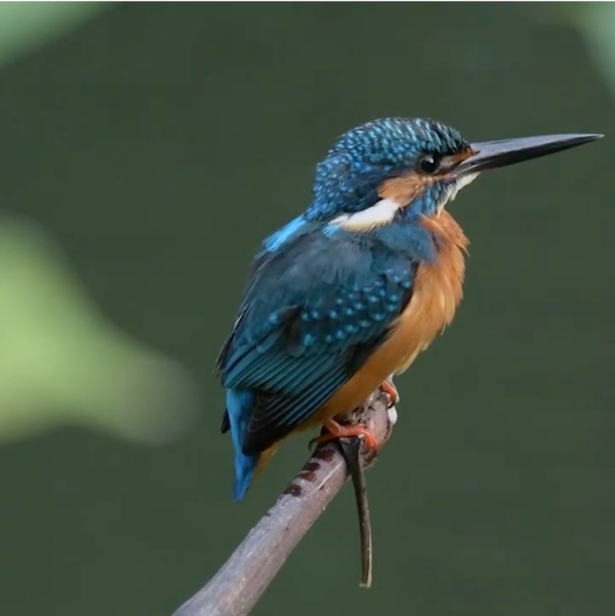 Kingfisher