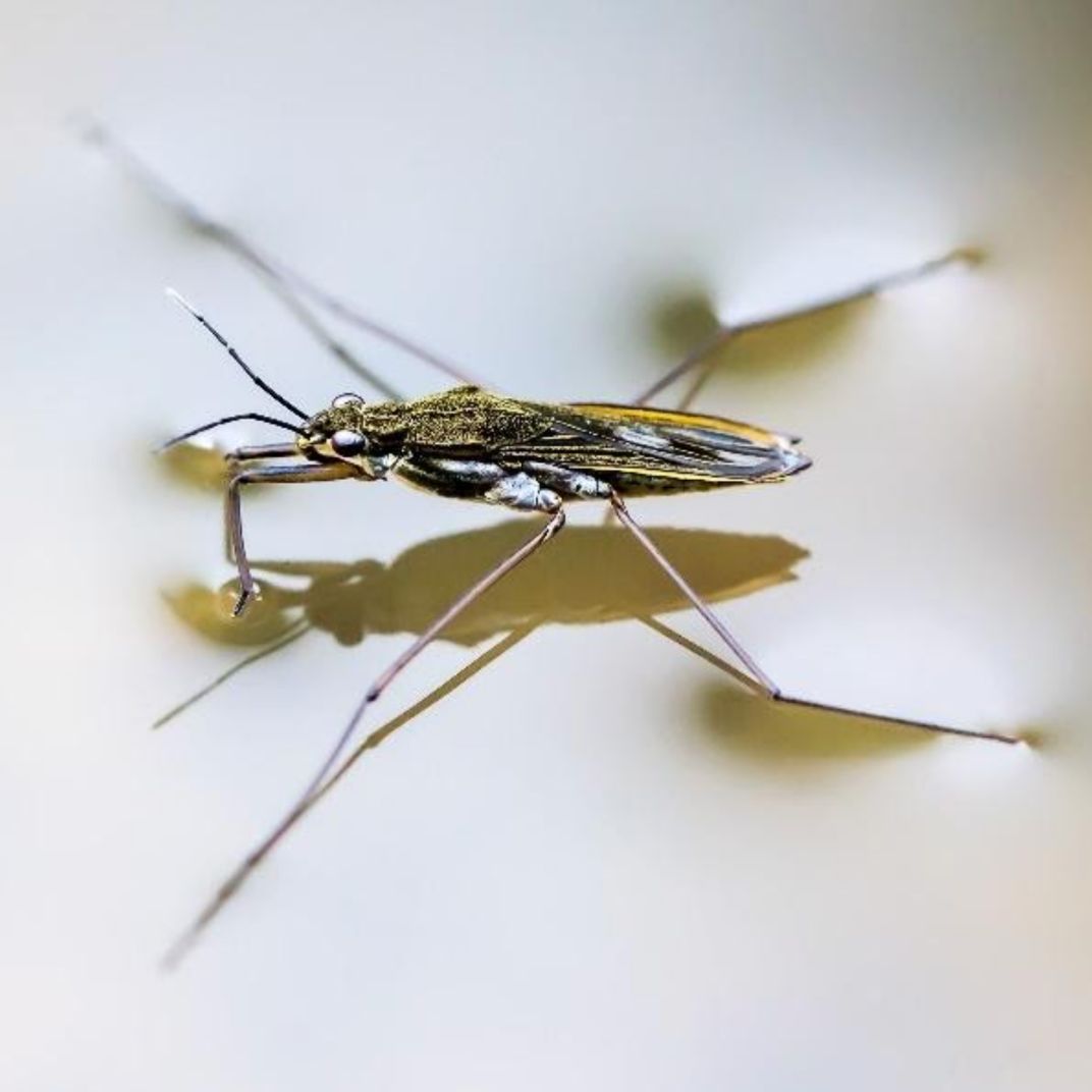 Pond skater