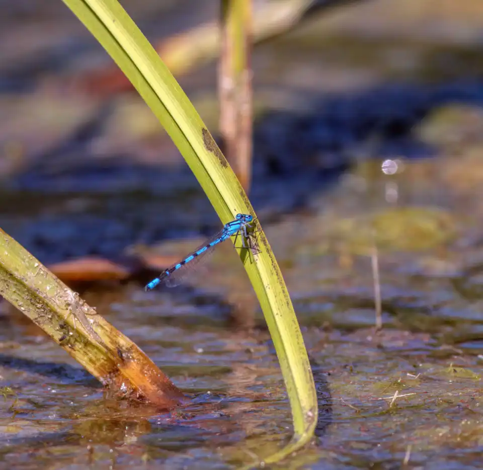 Damselfly resting on foliage