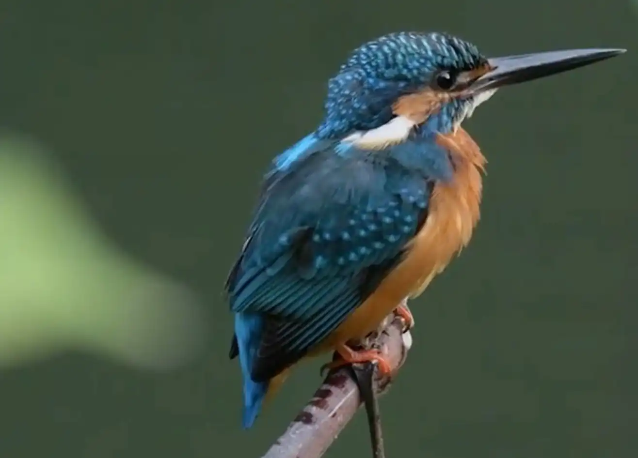 Kingfisher perched on a branch