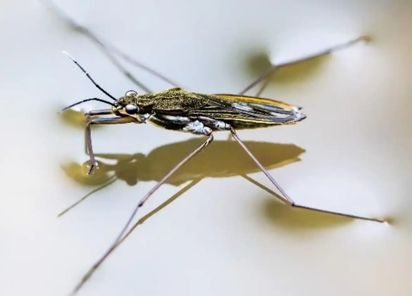 Close-up of a pond skater resting on the water's surface