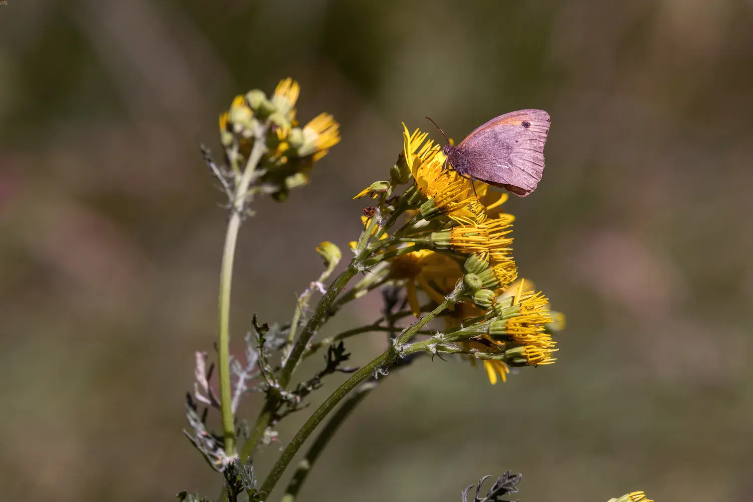 Meadow brown butterfly landed on a flower